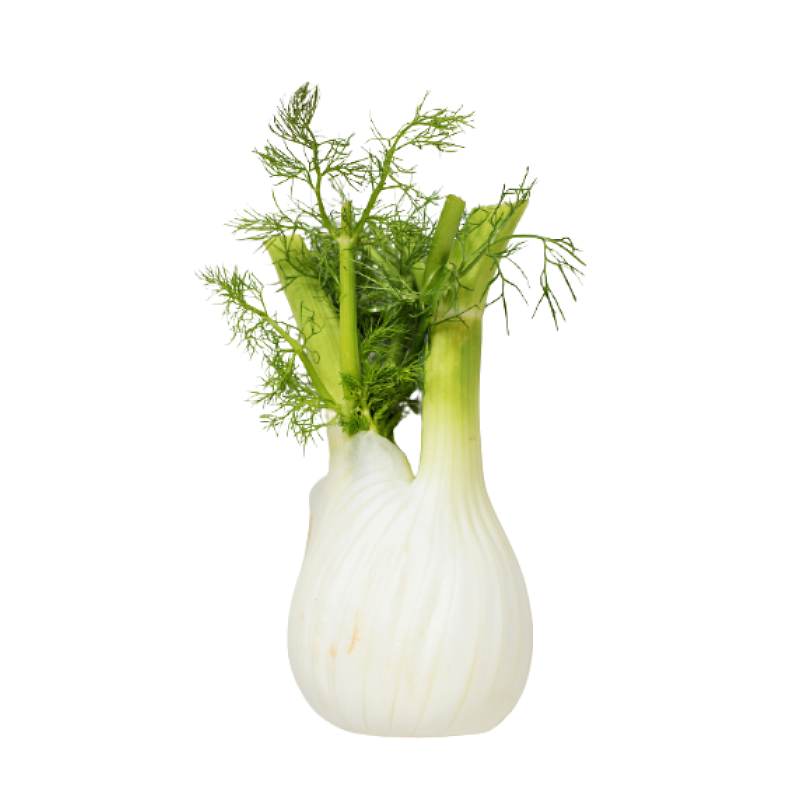Fennel