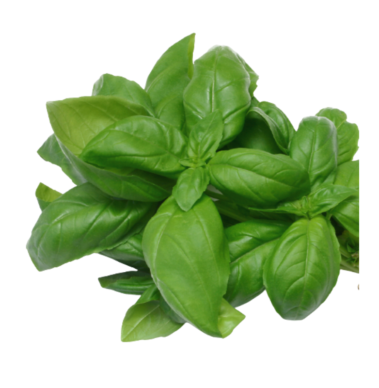 Basil