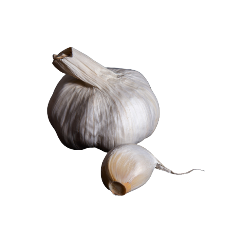 Garlic