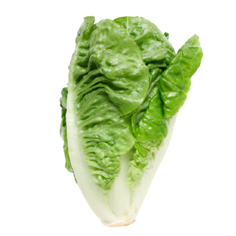 Romaine Lettuce