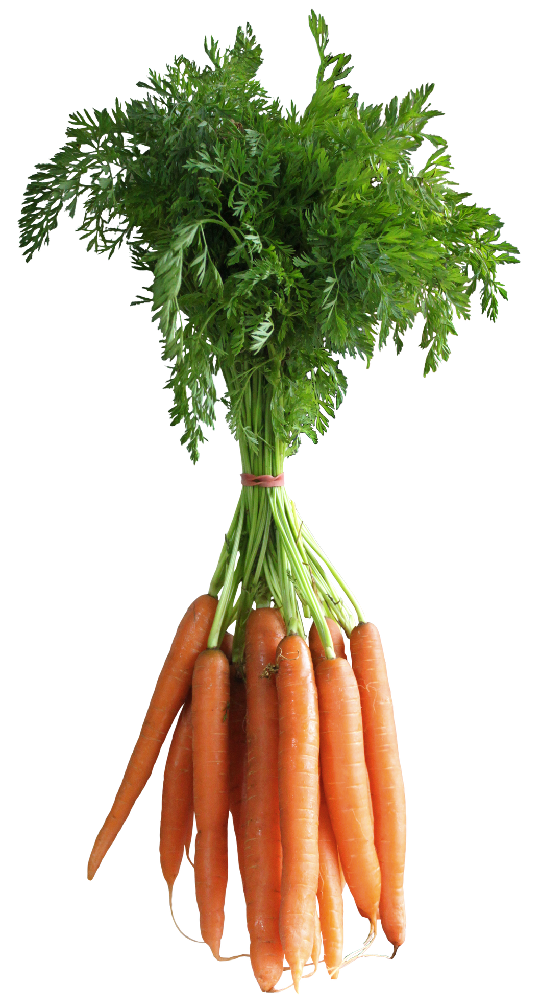 Carrots